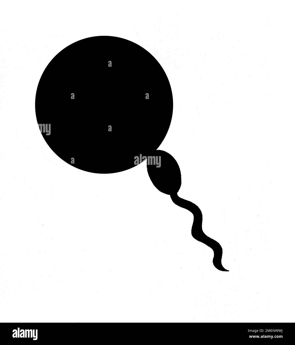 Uovo e sperma. Evoluzione e Biologia Foto Stock