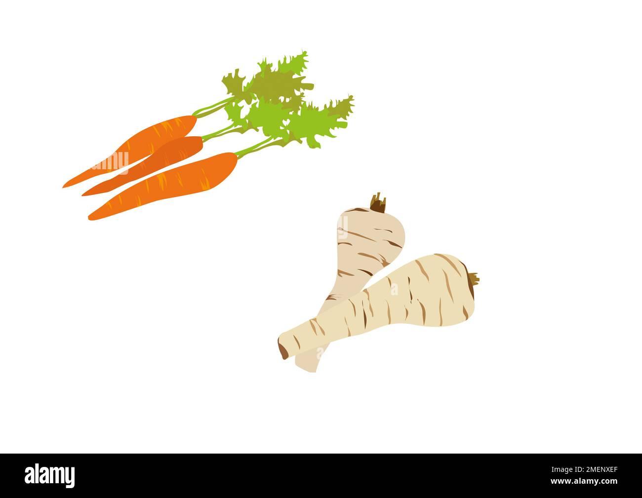 Illustrazione di carote e pastinaca Foto Stock