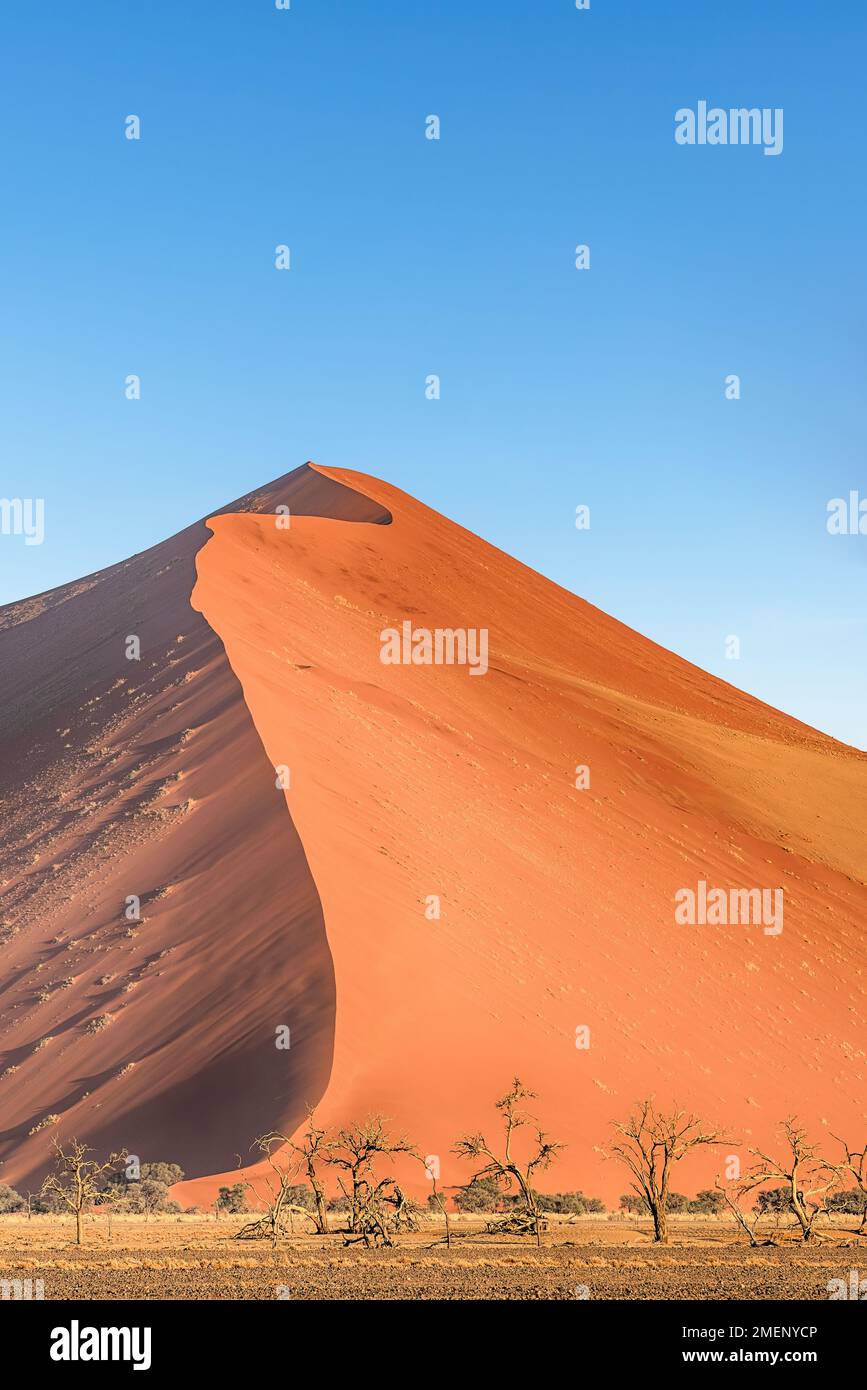 Dune 45 è una duna situata nella zona di Sossusvlei, nel deserto del Namib, in Namibia. Con una superficie di oltre 170 metri, è composta da sabbia di 5 milioni di anni. Foto Stock