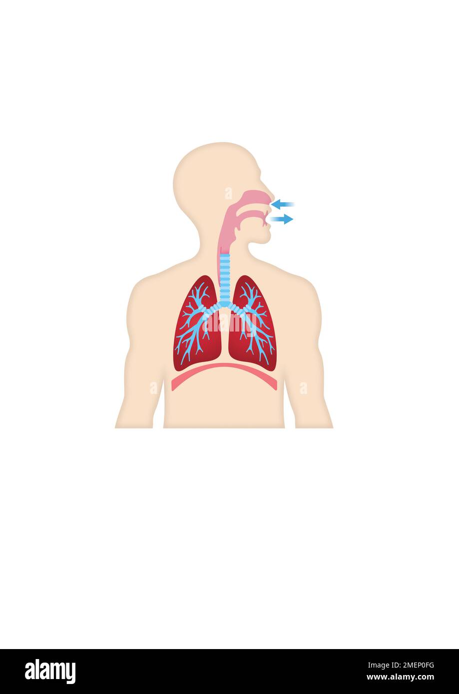 Polmoni e respirazione Foto Stock
