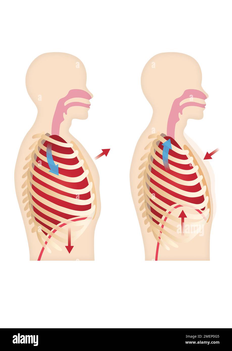 Polmoni e respirazione Foto Stock