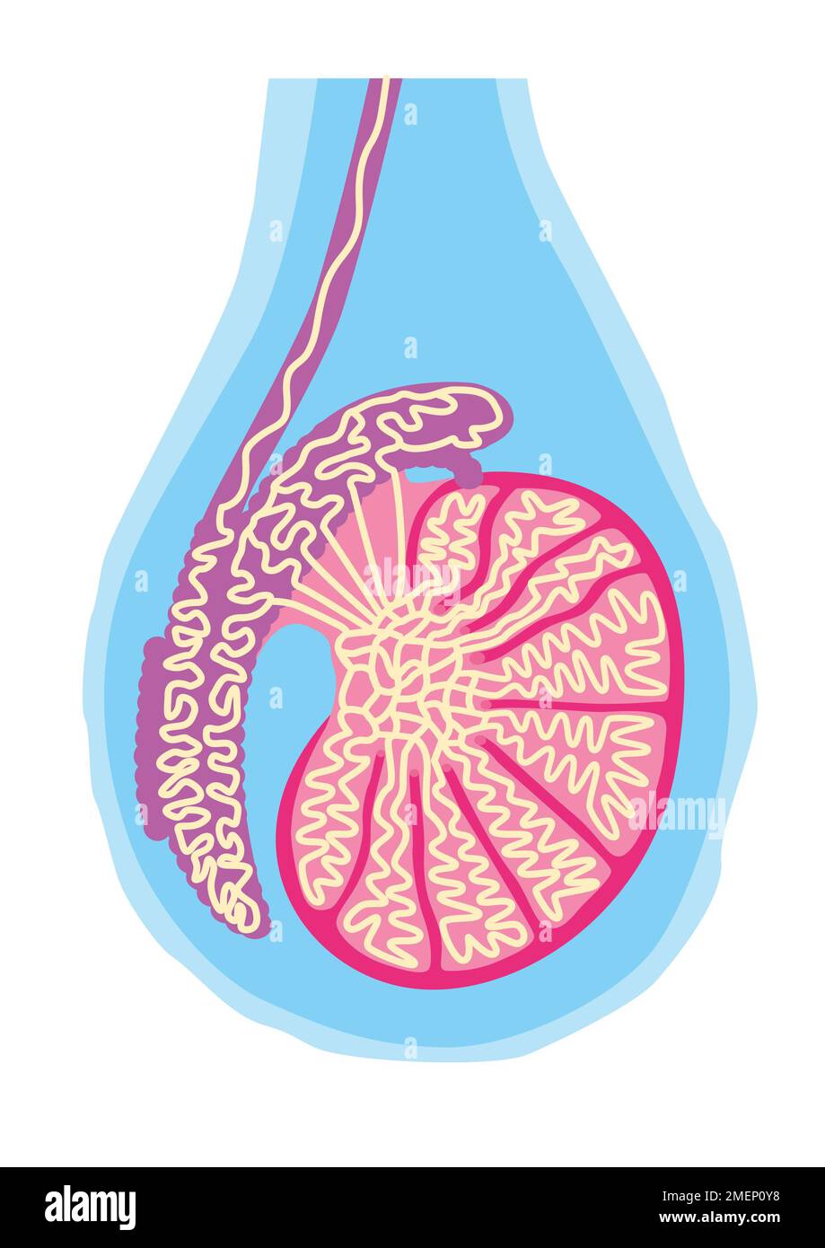 Diagramma testicolo Foto Stock