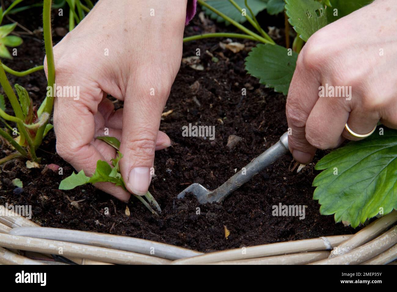 Rimozione di erbacce da pentola di fragole Foto Stock