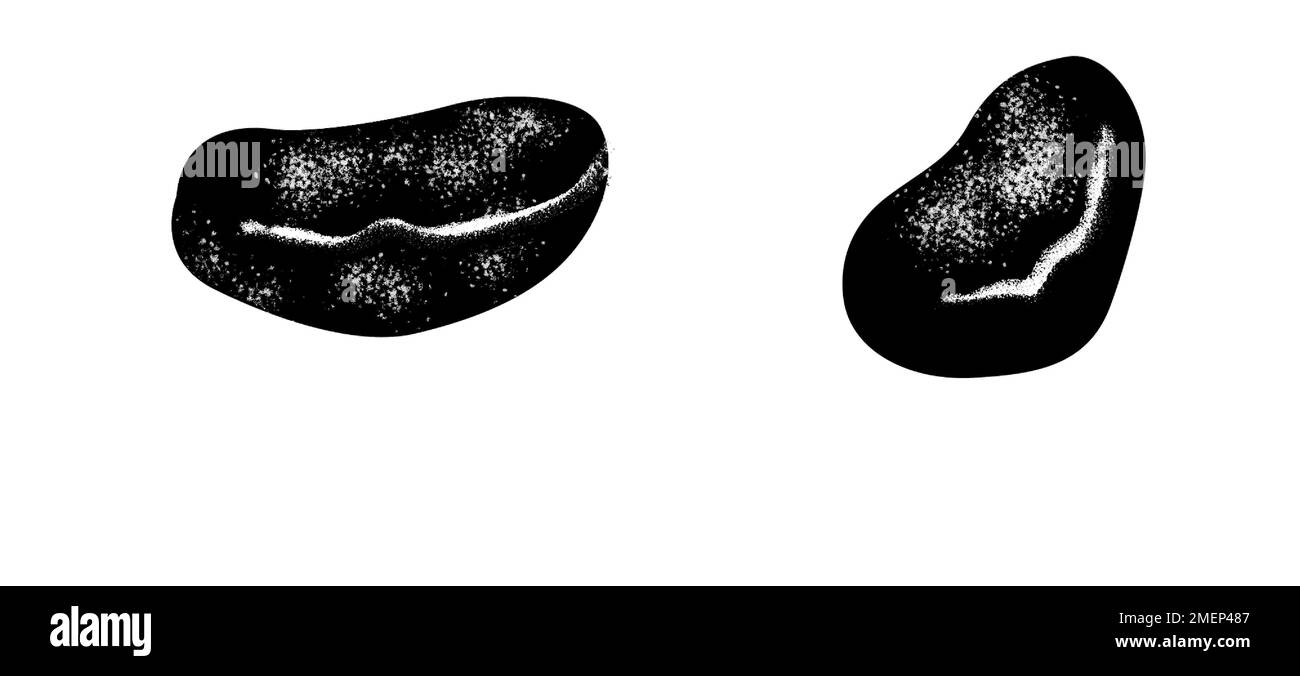 albicocca secca Foto Stock