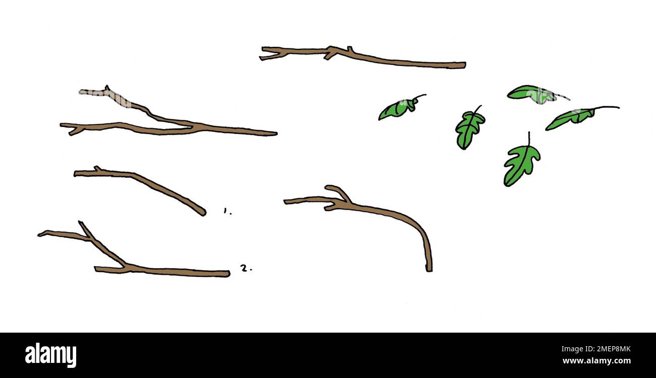 Illustrazione del ramo Foto Stock