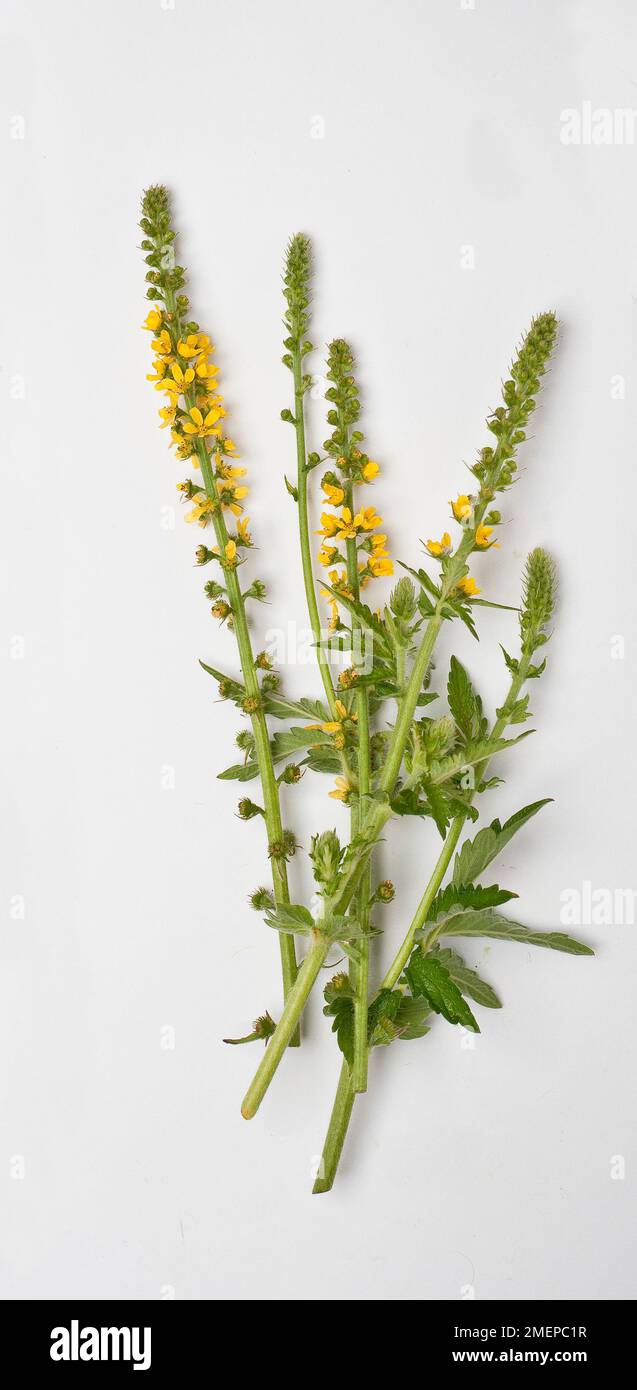 Agrimonia eupatoria (Agrimonia comune) punte di fiori gialli con germogli Foto Stock