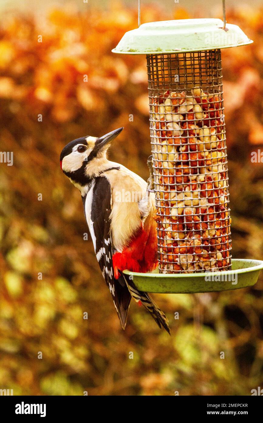 Maggiore picchio macchiato Dendrocopos maggiore alimentazione su arachidi da un alimentatore di uccelli da giardino durante l'inverno Foto Stock