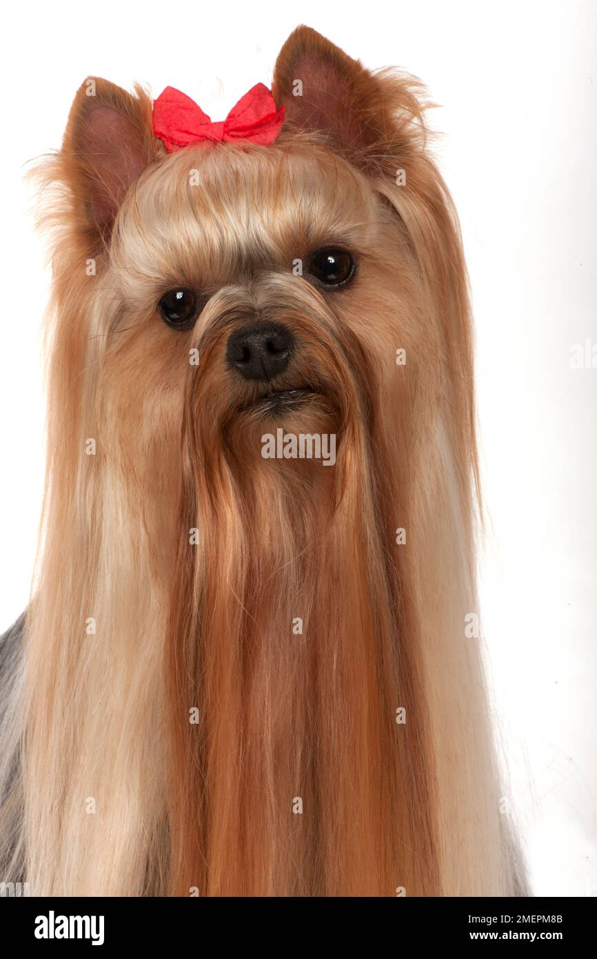 Yorkshire Terrier Foto Stock