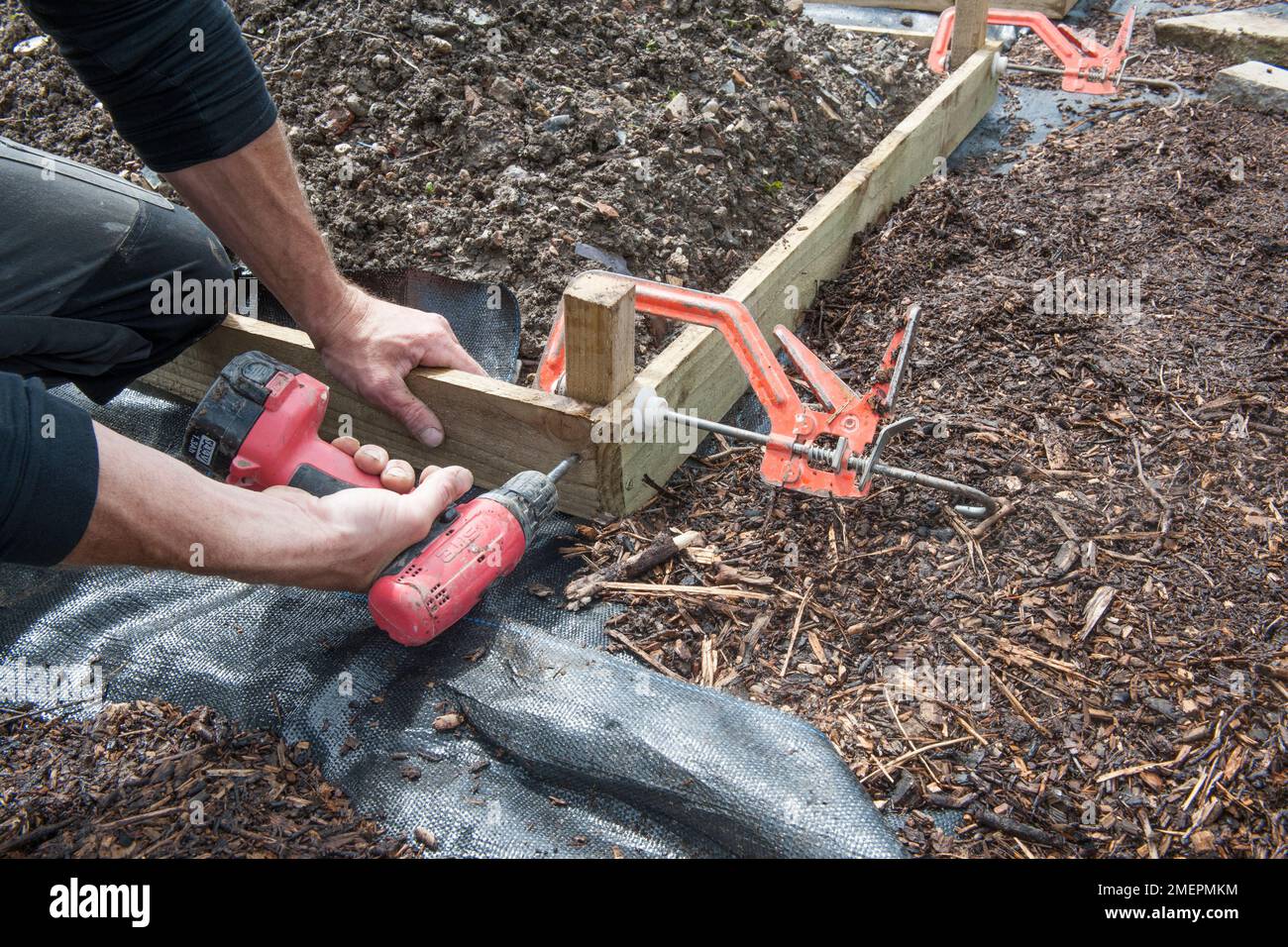 Costruzione di legno sollevato letto con trapano e morsetto Foto Stock