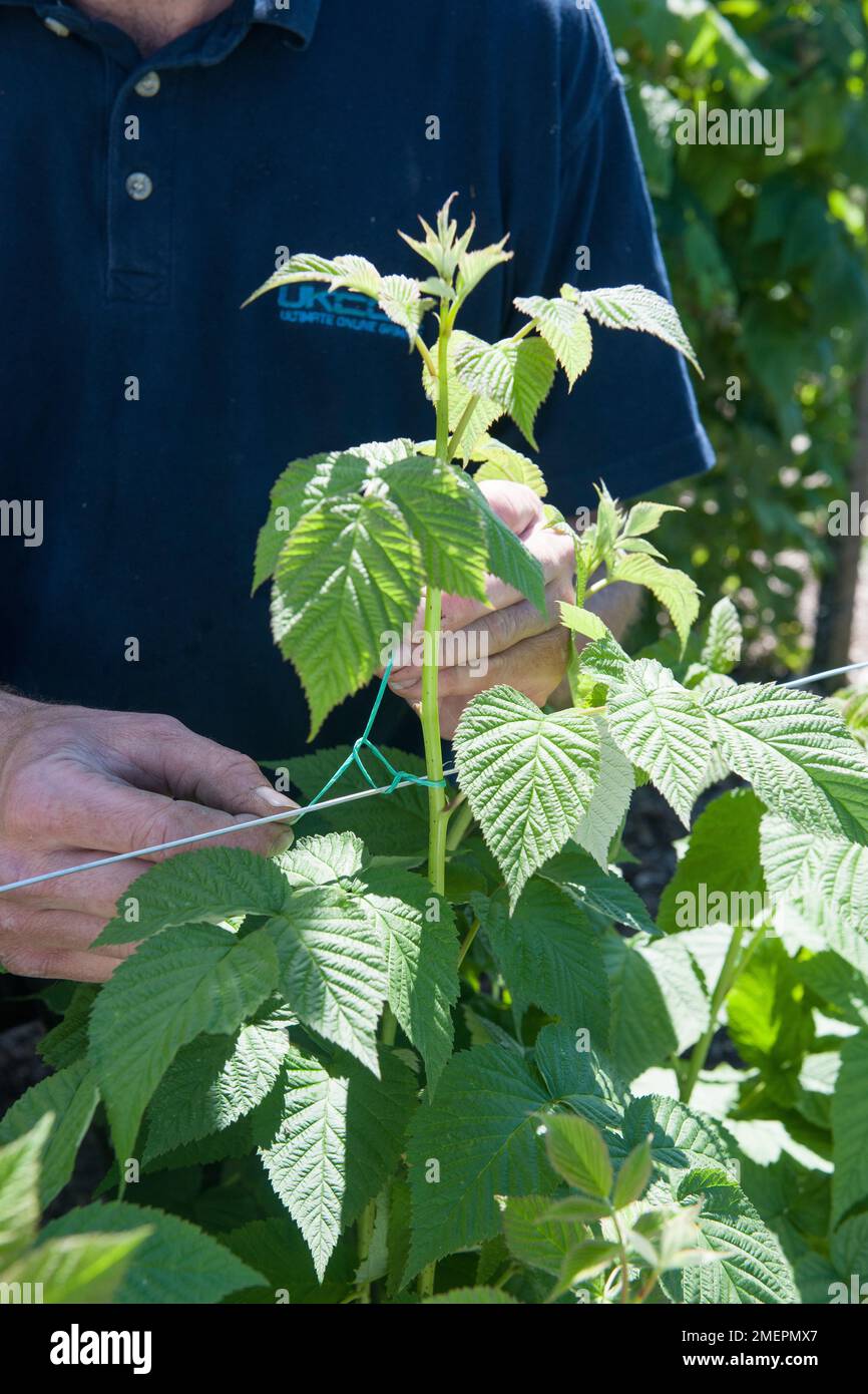 Legando la pianta della frutta al supporto del filo Foto Stock