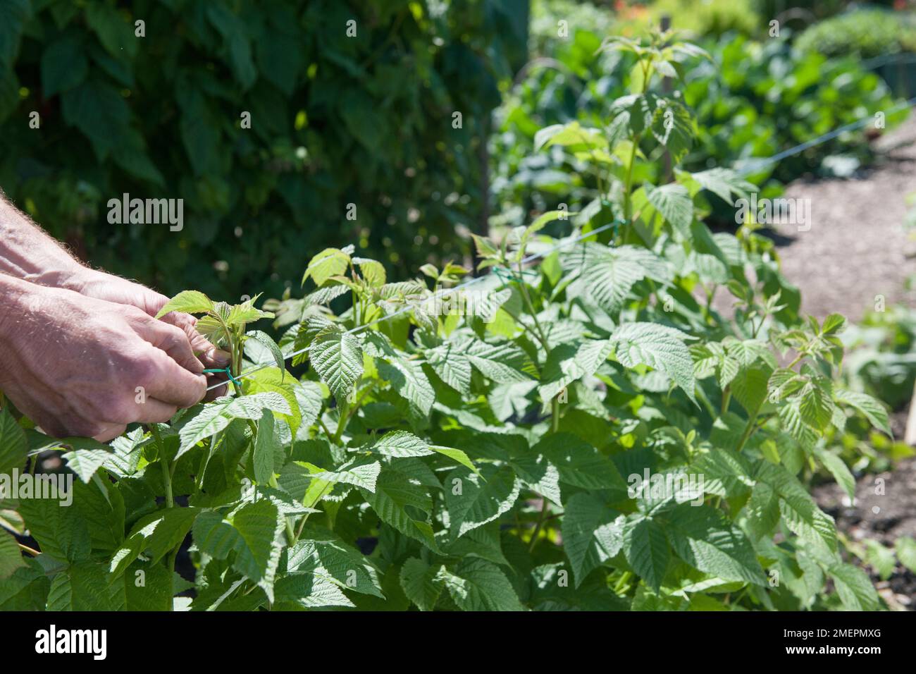 Legando la pianta della frutta al supporto del filo Foto Stock