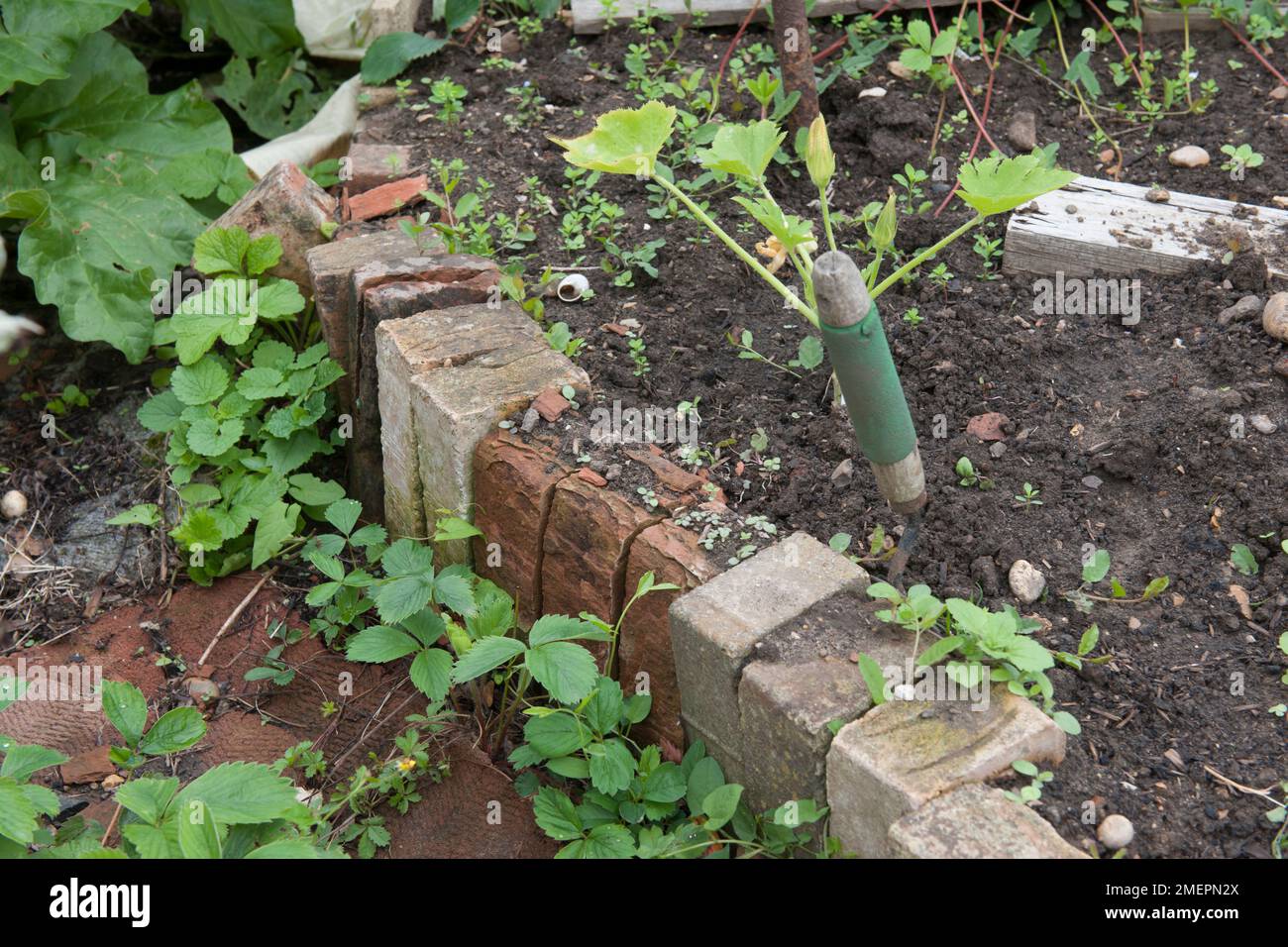 Pianta di zucchine con forchetta a mano che cresce in letto di mattoni rialzato su assegnazione Foto Stock