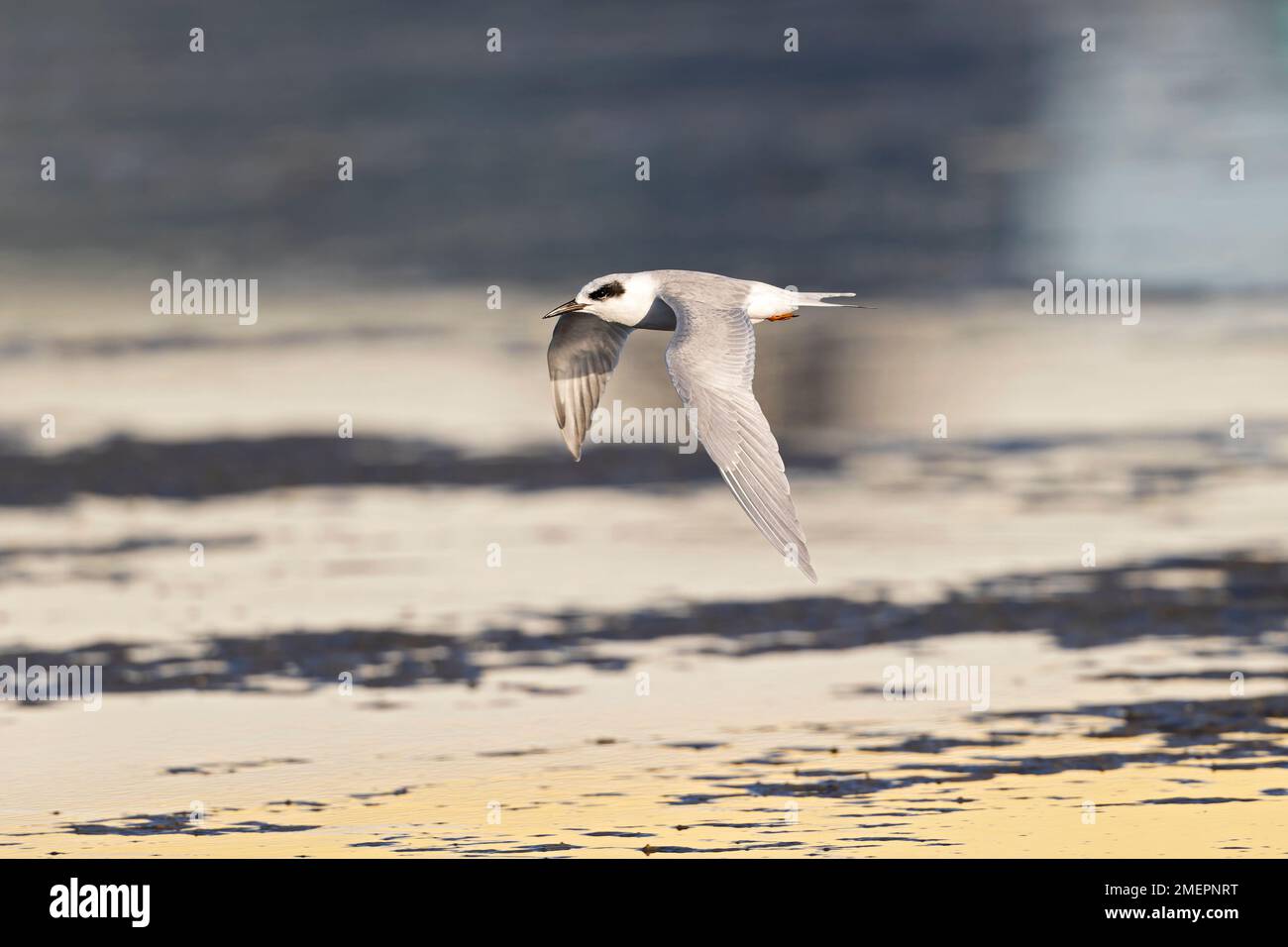 Una terna di Forster (Sterna forsteri) che sorvola la costa. Foto Stock