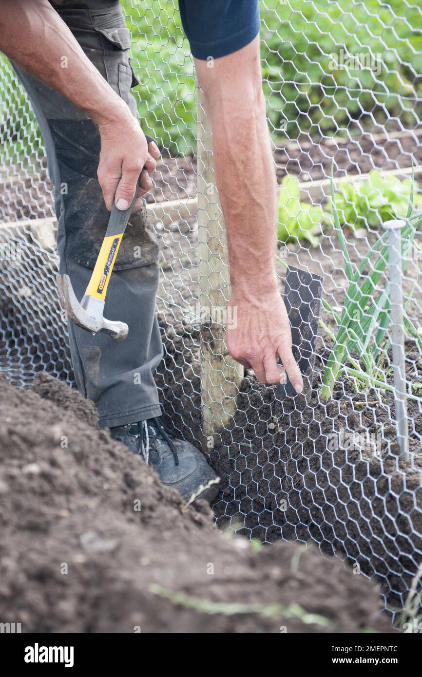 Erecting maglia di filo conigli-recinto di prova su allotment Foto Stock