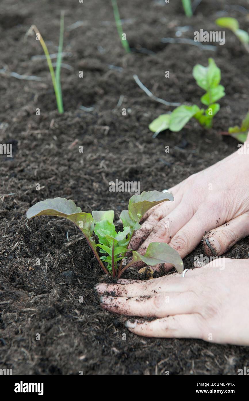 Piantando piante vegetali Foto Stock