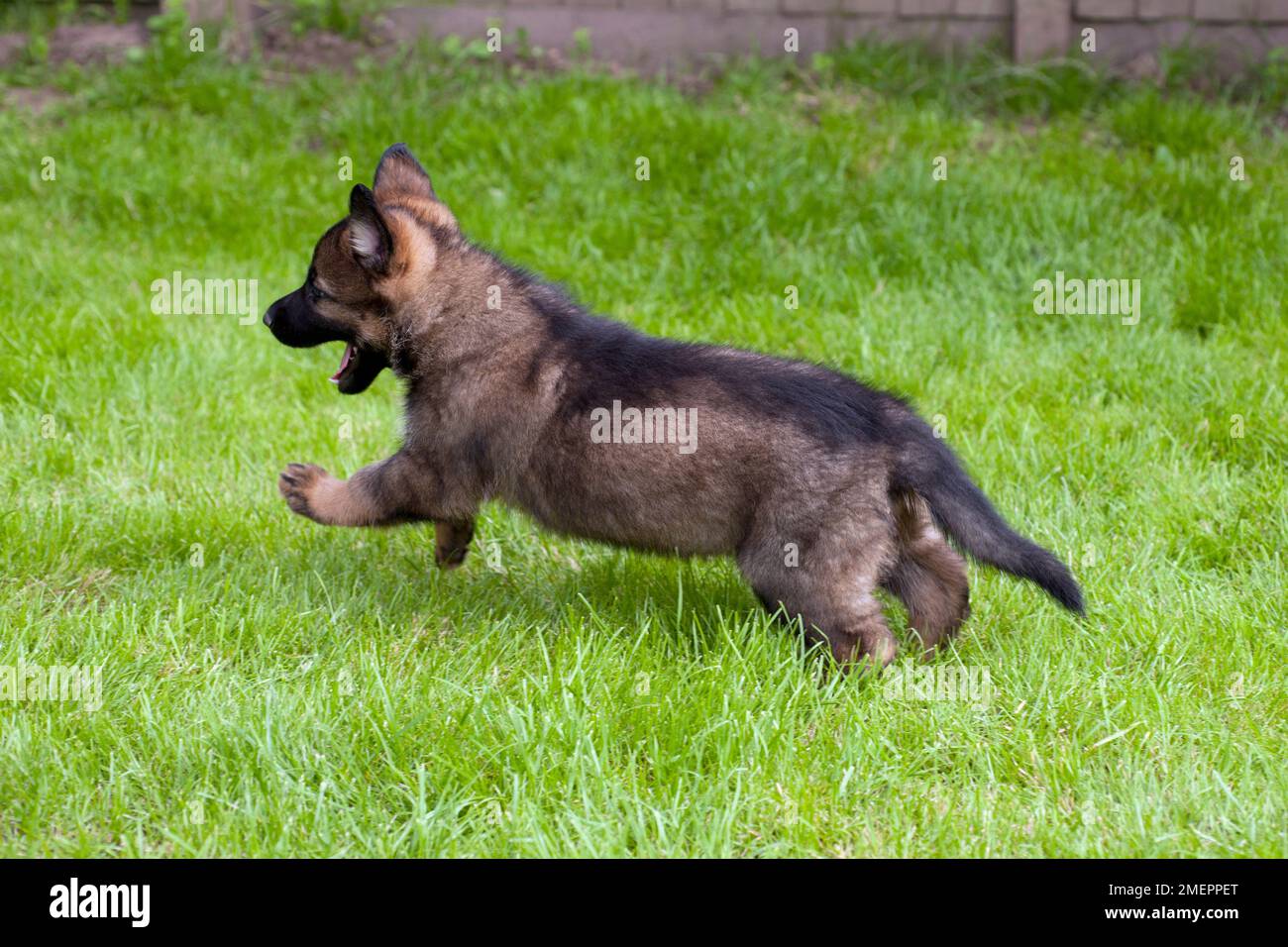 Pastore Tedesco cucciolo Foto Stock