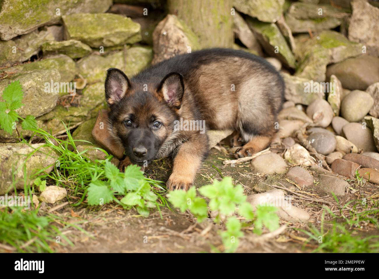 Pastore Tedesco cucciolo Foto Stock