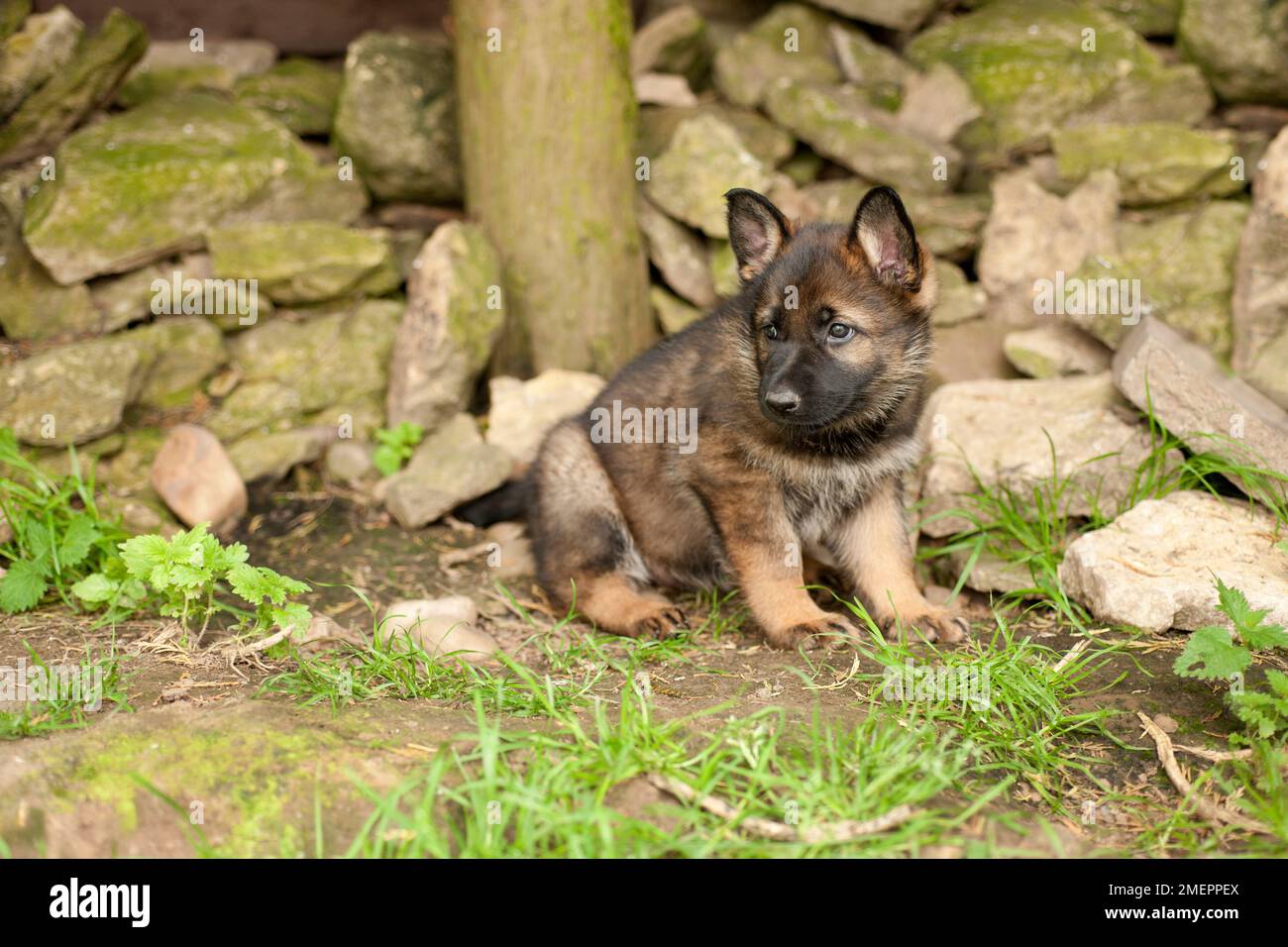 Pastore Tedesco cucciolo Foto Stock