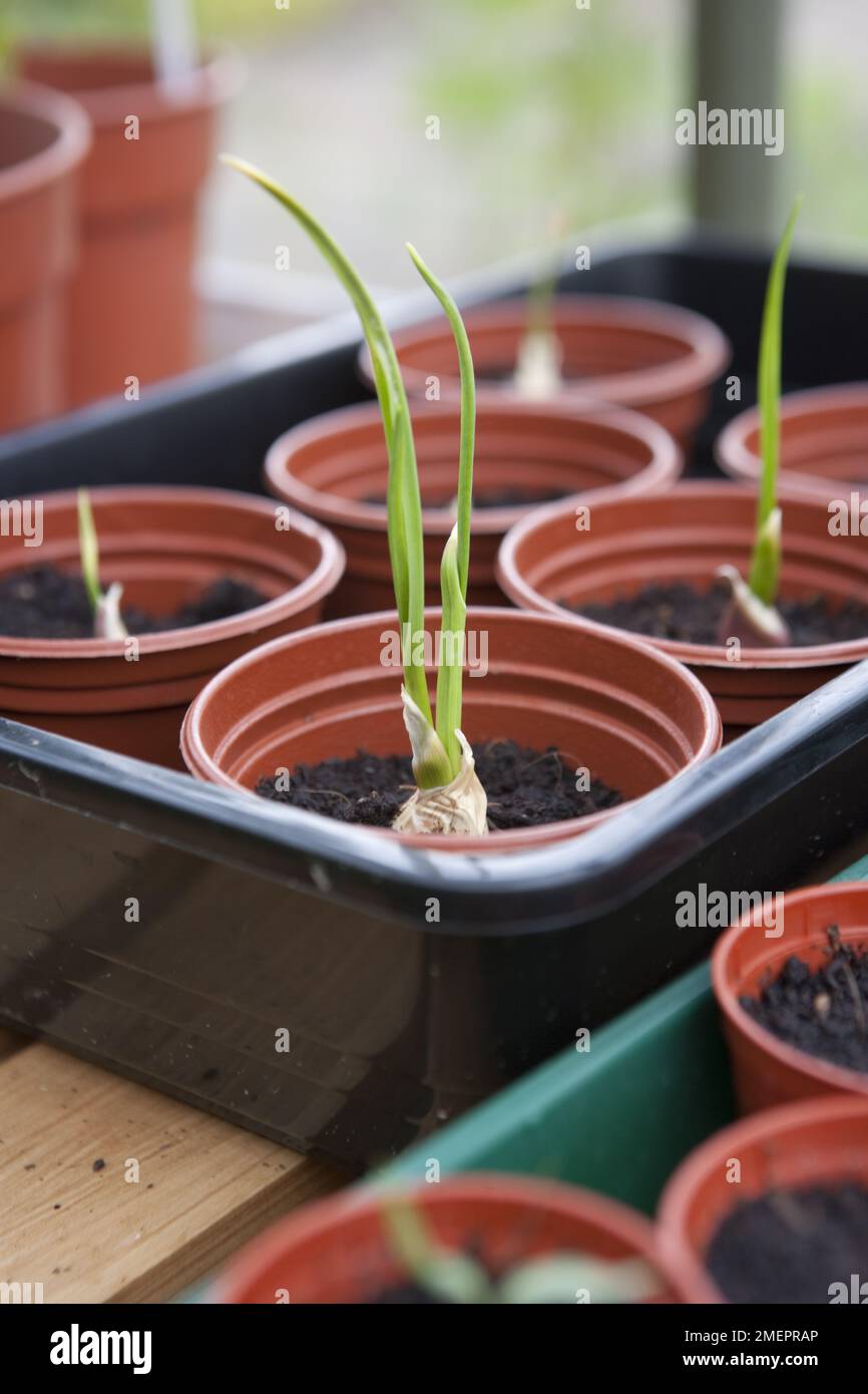 Bulbo d'aglio, spicchi d'aglio, crescere su, germogli nuovi, pentole, sotto copertura, panca di serra, compost di vaso, vegetale, raccolto di allio Foto Stock