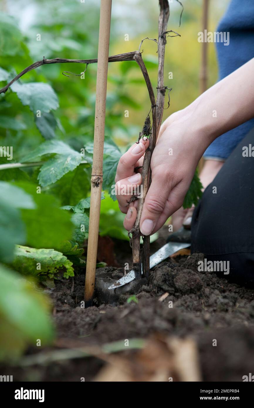 Estrarre la pianta morta dall'orto Foto Stock