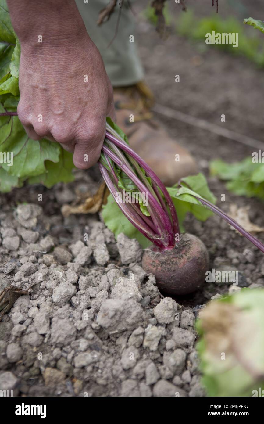 Barbabietola, beta vulgaris, raccolta di verdura a mano Foto Stock