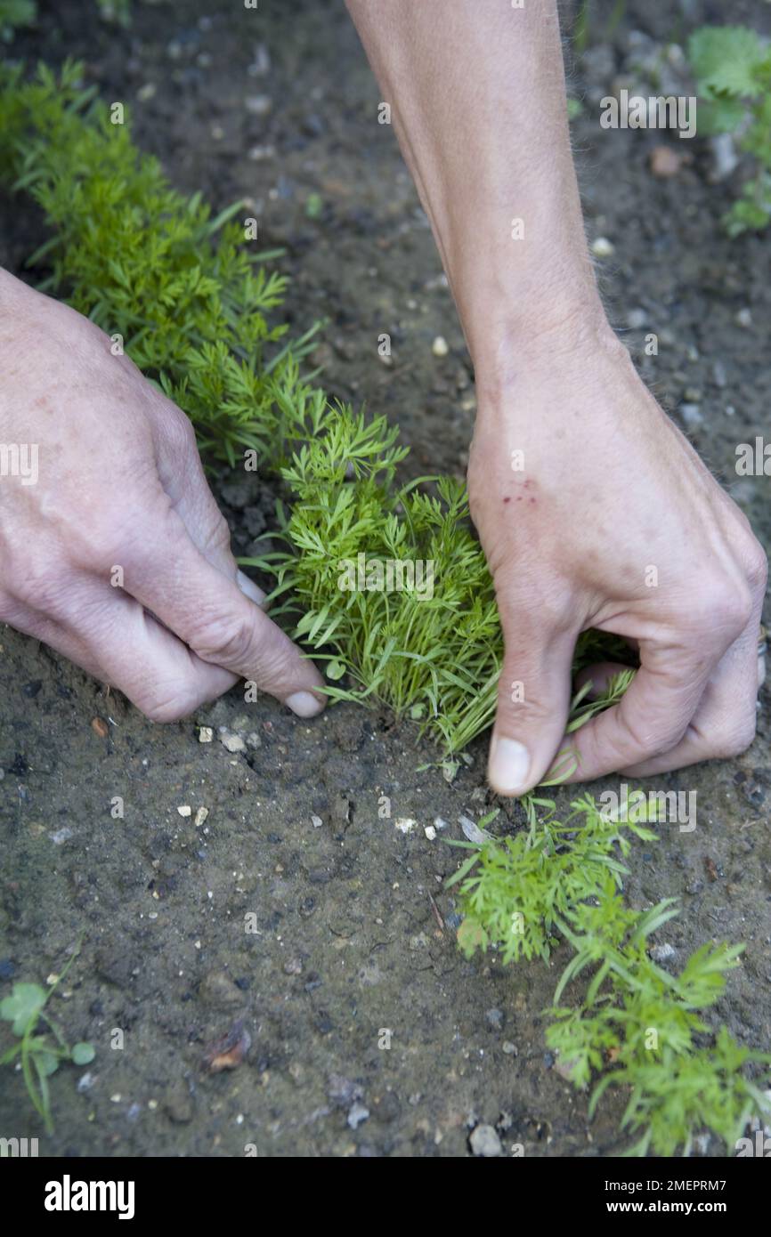 Carota nantes immagini e fotografie stock ad alta risoluzione - Alamy