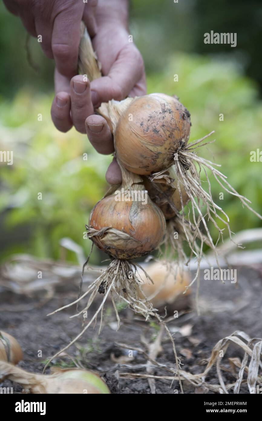 Cipolla, Allium cepa, raccolta di un raccolto maturo Foto Stock