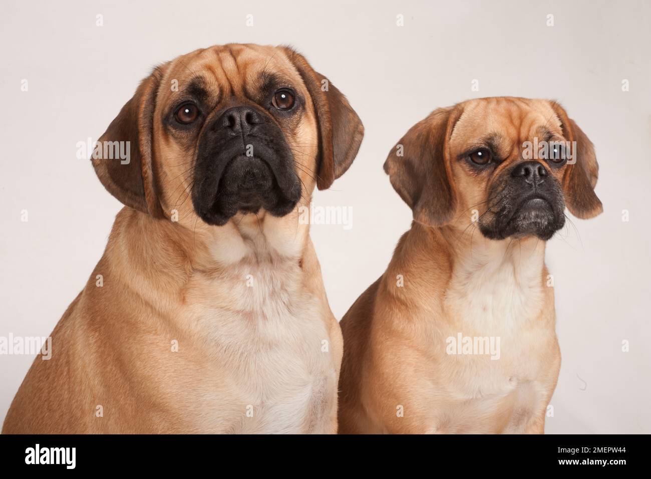 Pugle, incrocio tra Pug e Beagle, cani maschi e femmine Foto Stock