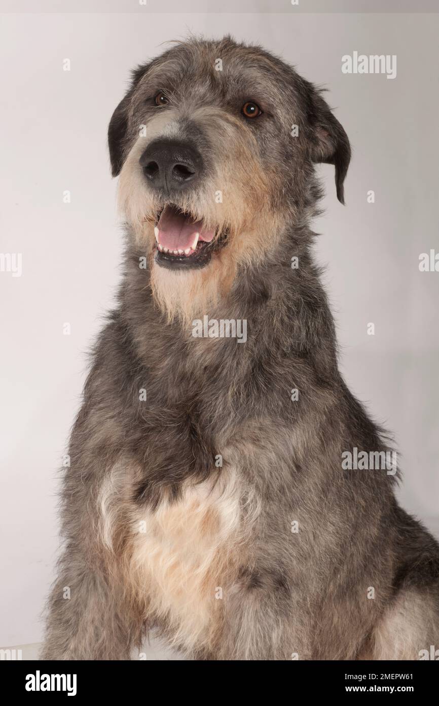 Irish Wolfhound, 21-mese-vecchio cane maschio, brindle Foto Stock