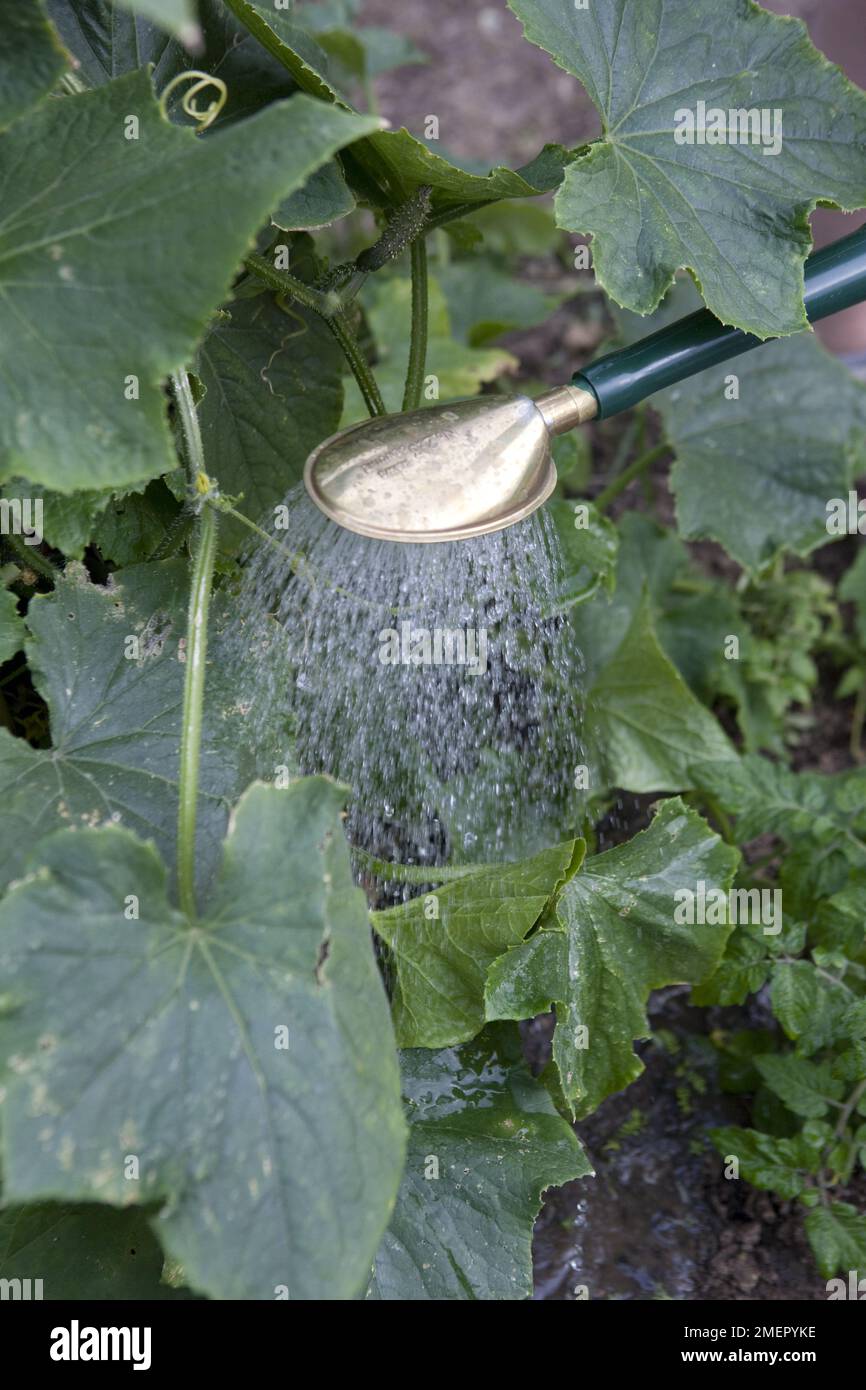 Cetriolo, Cucumis sativus, Tiffany, cetriolo, verdure, fertilizzando e annaffiando pianta matura usando annaffiatura lattina Foto Stock