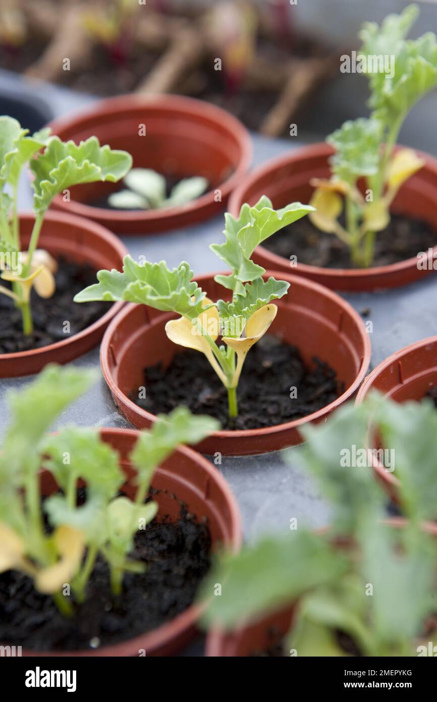 Kale, Brassica oleracea, Starbor, foglie, giovani pianta che crescono in piccole pentole di compost Foto Stock