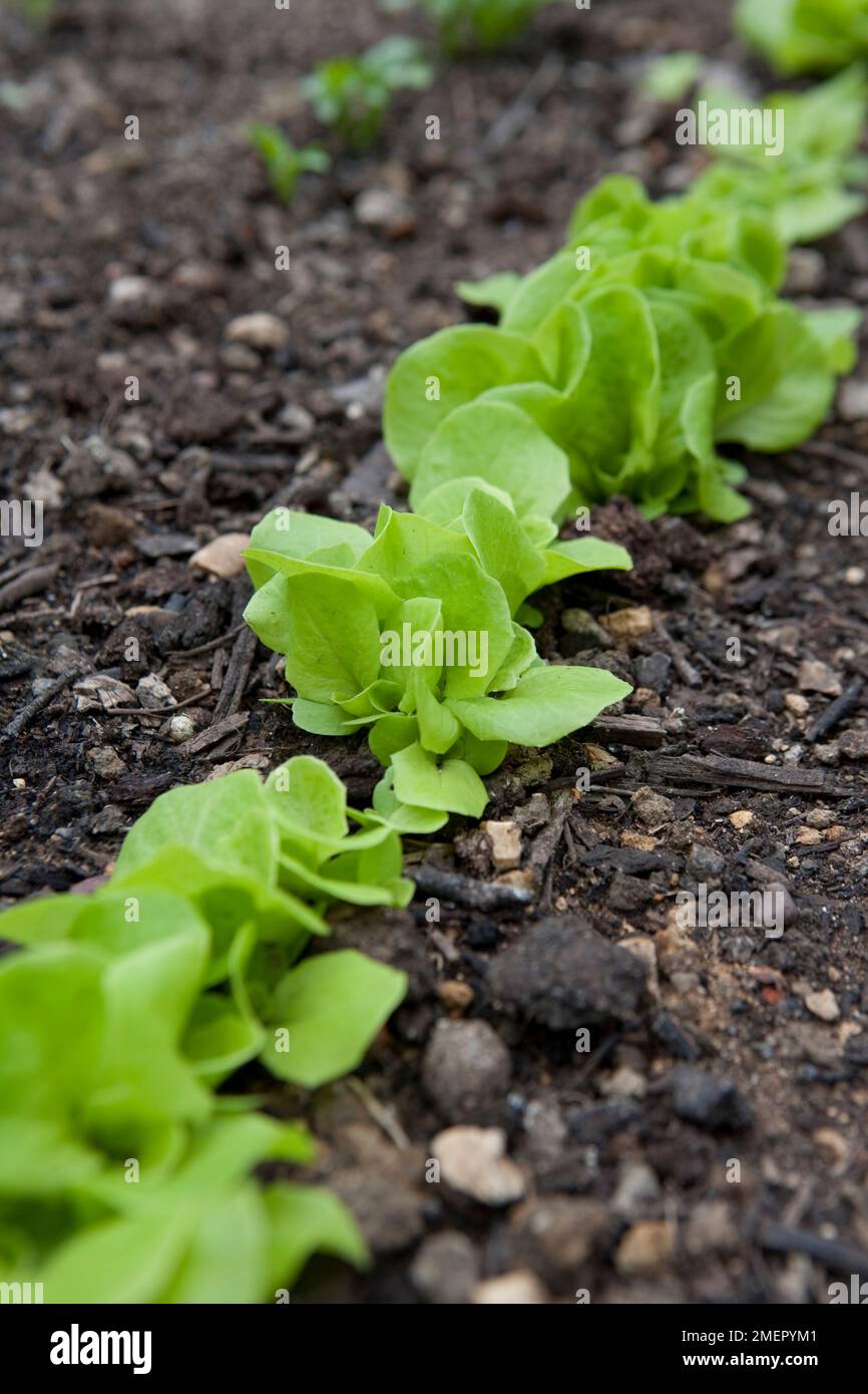 Lattuga, Lactuca sativa, Tom Thumb, insalata, foglia di raccolto, vegetali, giovani pianta che hanno bisogno di diradamento fuori che cresce in letto vegetale Foto Stock