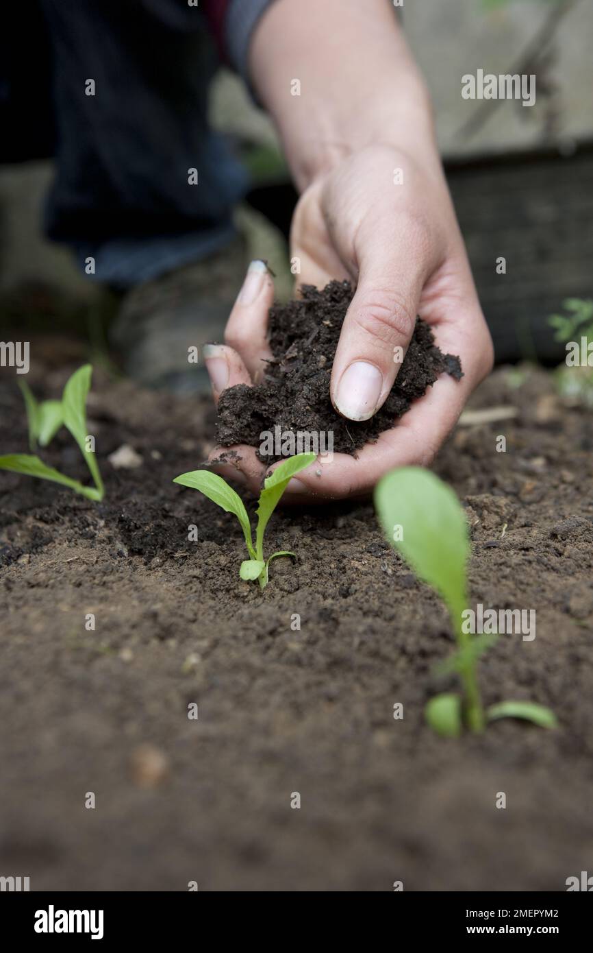 Lattuga, Lactuca sativa, Tom Thumb, insalata di raccolto, aggiungendo pacciame alle piantine che crescono in letto vegetale Foto Stock