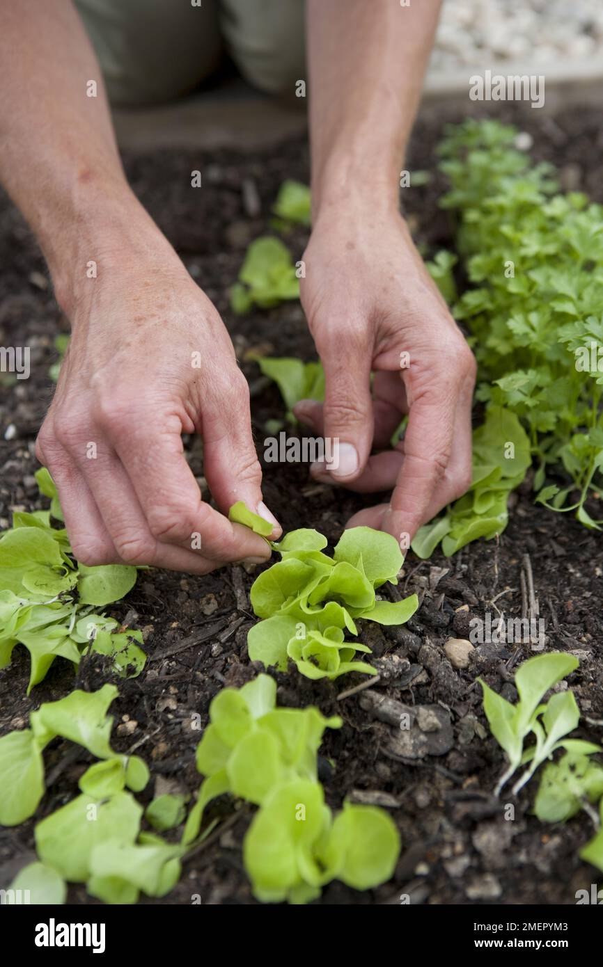 Lattuga, Lactuca sativa, Tom Thumb, insalata di coltura, diradamento verso l'esterno piantine che crescono in letto vegetale Foto Stock