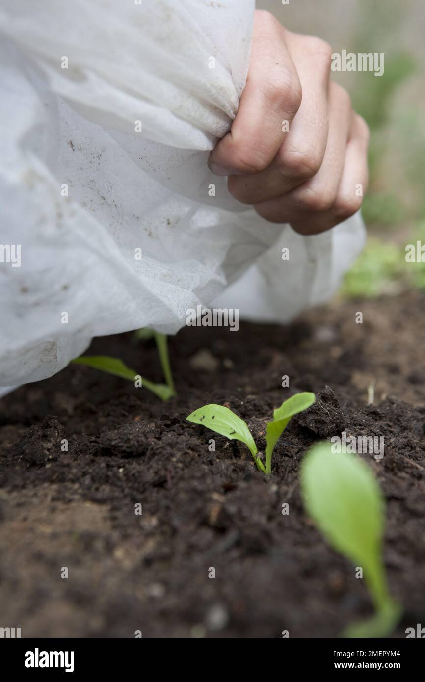 Lattuga, Lactuca sativa, Tom Thumb, insalata di raccolto, coprendo piantine in letto da giardino con pile da giardino per la protezione Foto Stock