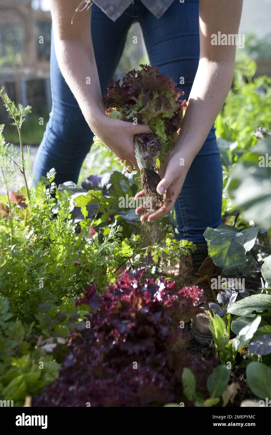 Lattuga, Lollo Rossa, insalata, foglie, verdura, piante mature, raccolto da letto vegetale Foto Stock