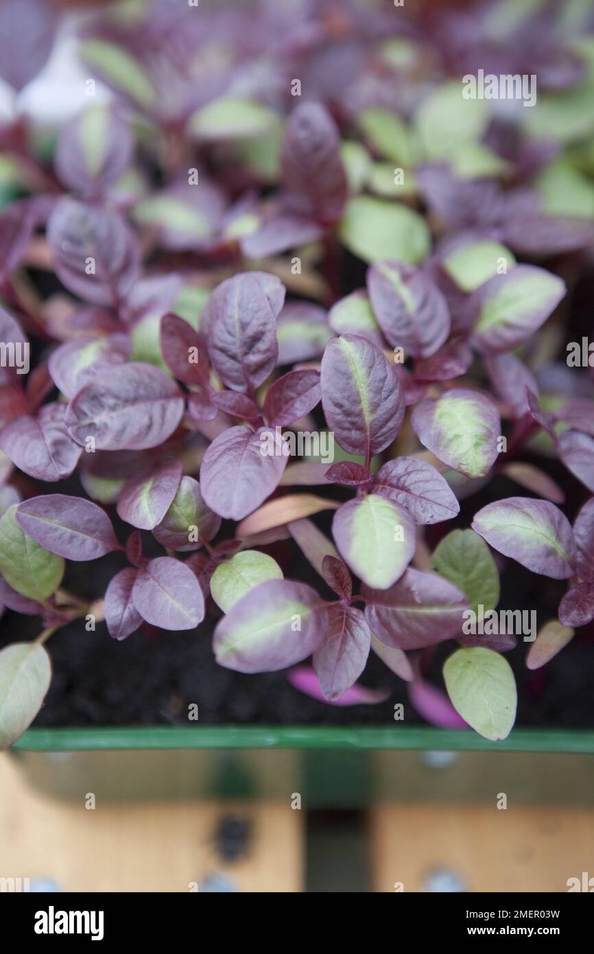 Microgreens, Amaranthus (Amaranth), giovani pianta che crescono in vassoio di compost Foto Stock