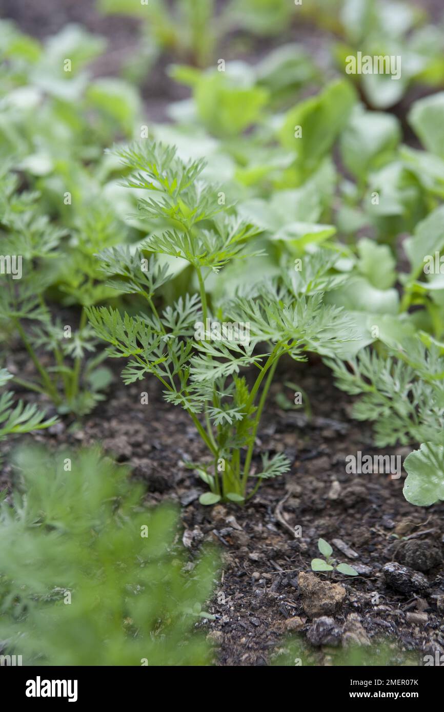 Carota, Nantes precoce, piante giovani che crescono in letto vegetale Foto Stock