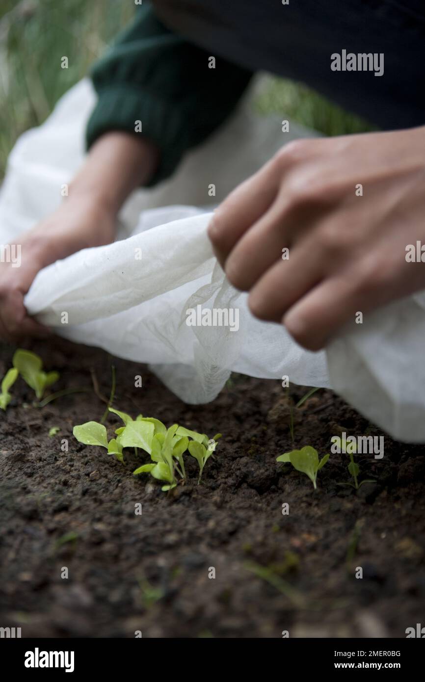 Lattuga, Tom Thumb, insalata di raccolto, giovani pianta dorectly seminato nel terreno coperto da pile da giardino Foto Stock