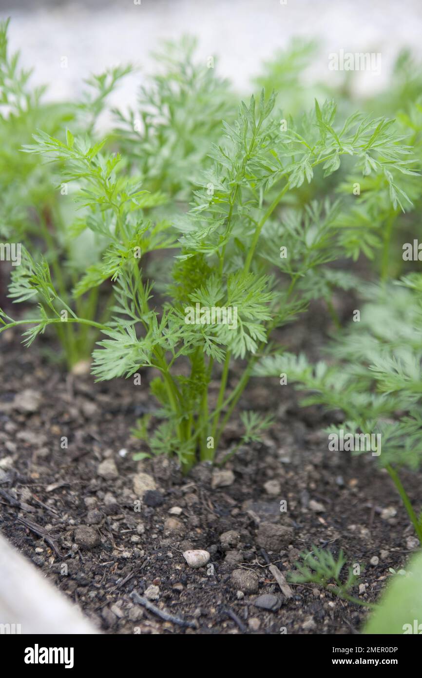 Carota, Nantes precoce, vegetale, piante giovani che crescono in letto vegetale Foto Stock