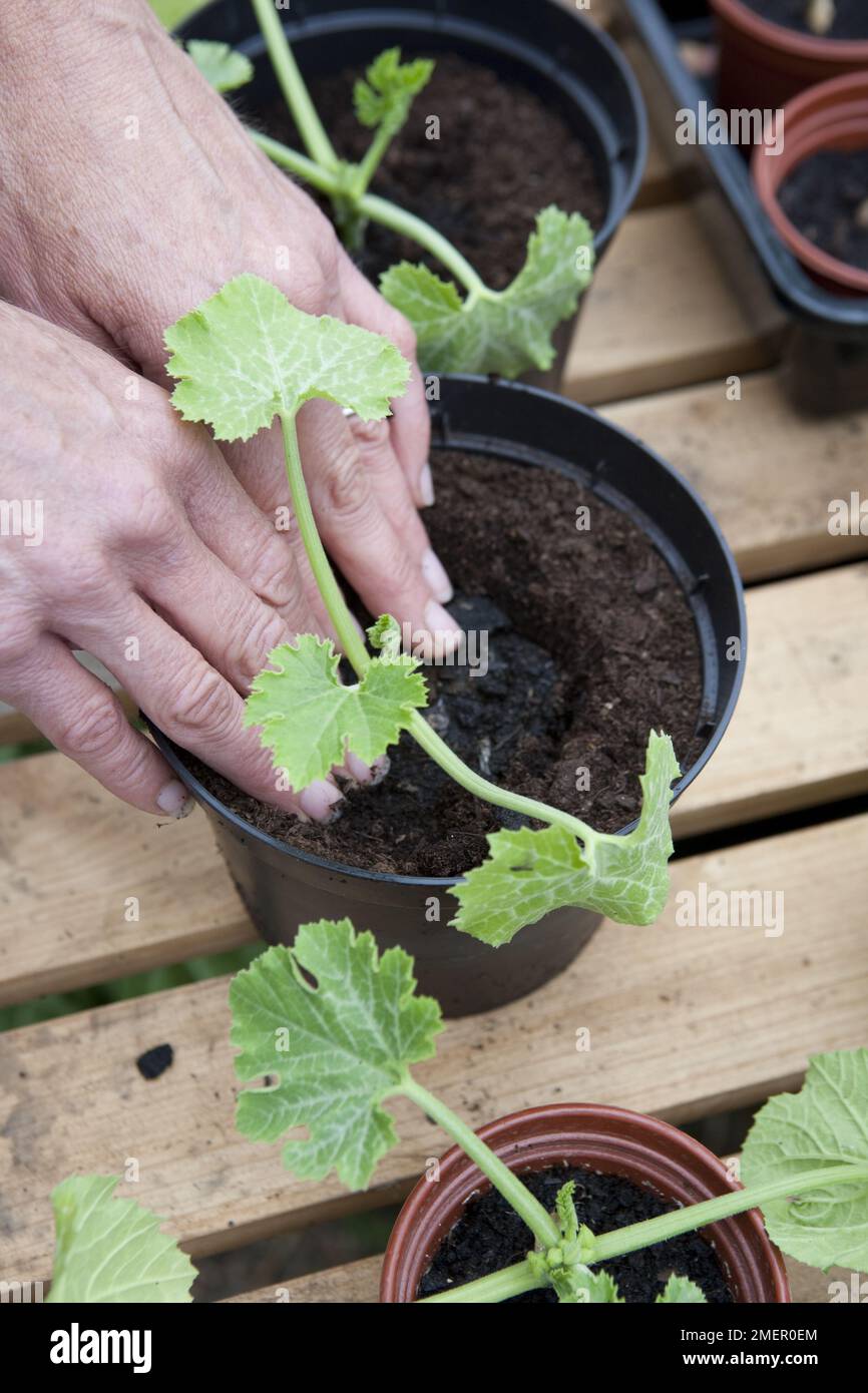 Zucchine, Parador, cocurbita, giovani pianta sani che crescono in pentole di compost Foto Stock