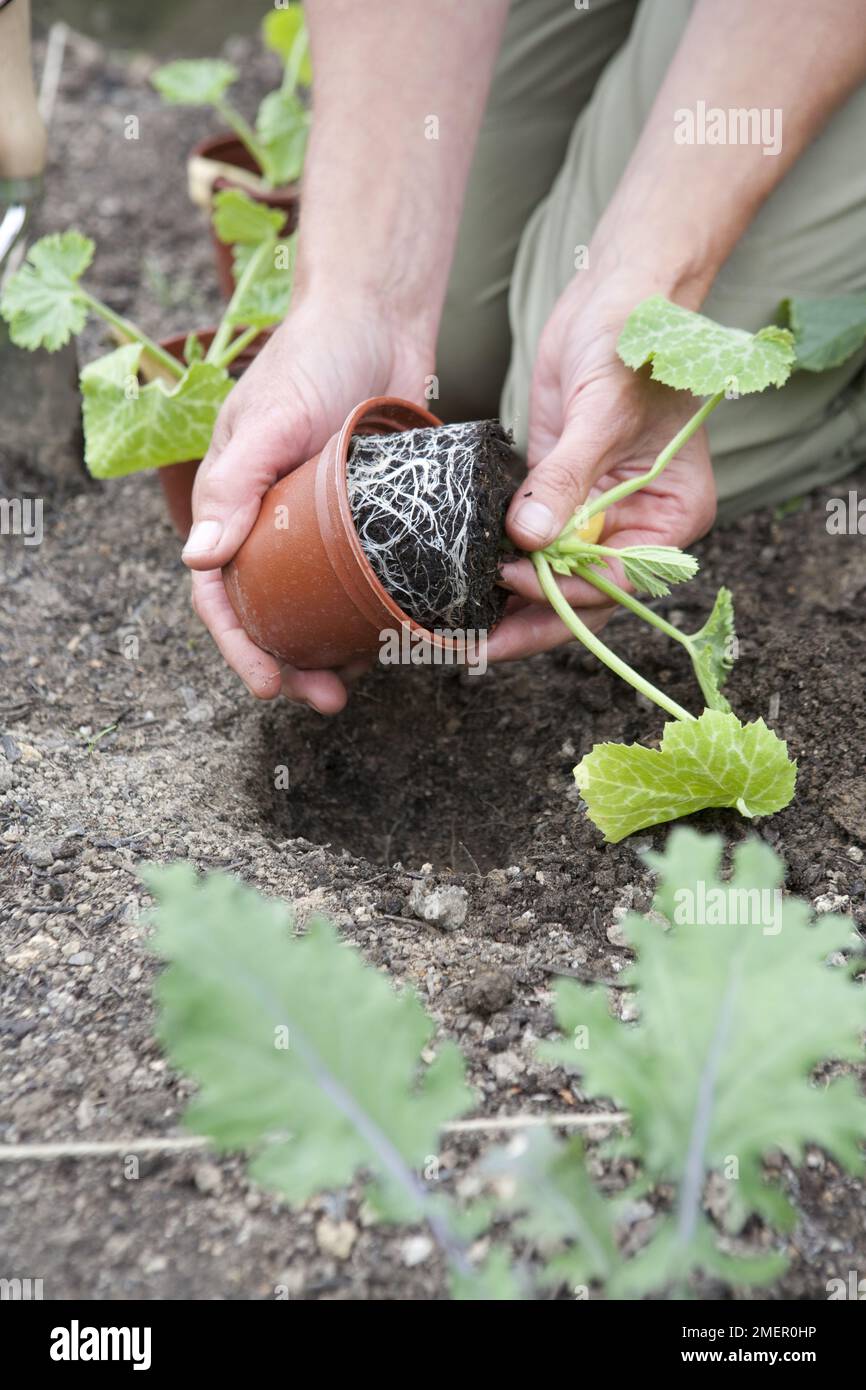 Zucchine, Parador, cucurbita, piantine da pentola a letto vegetale Foto Stock