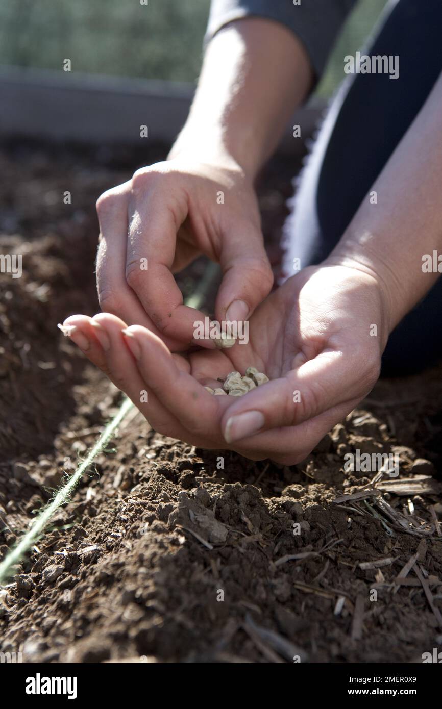 Piselli, Ambasciatore, Pisum sativum, vegetale, podded raccolto, legume, seme che semina nella terra da mano Foto Stock