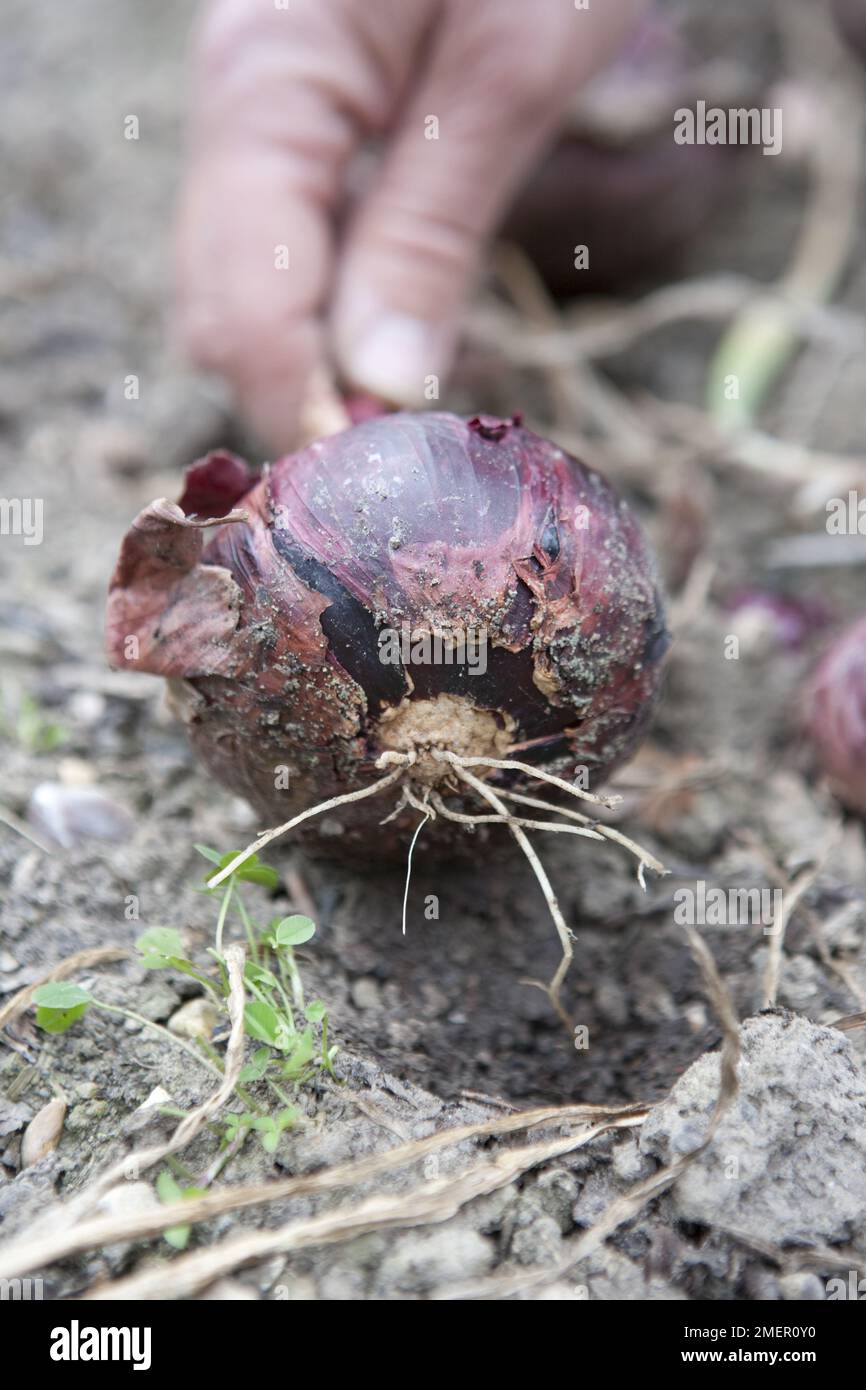 Scalogno rosso, raccolto bulbo, raccolta a causa di muffa blu infezione fungina Foto Stock