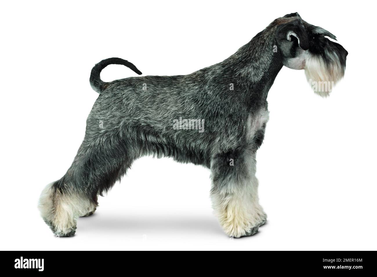 Minatura Schnauzer Foto Stock