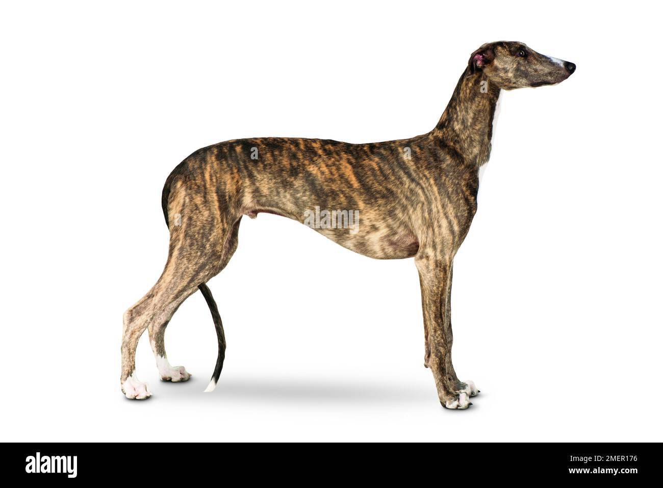 Brindle e cane Greyhound bianco in piedi con testa nel profilo, vista laterale Foto Stock