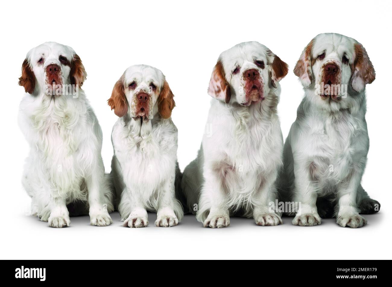 Clumber Spaniel Foto Stock