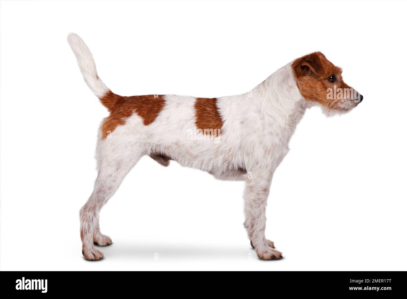 Parson Russell Terrier Foto Stock