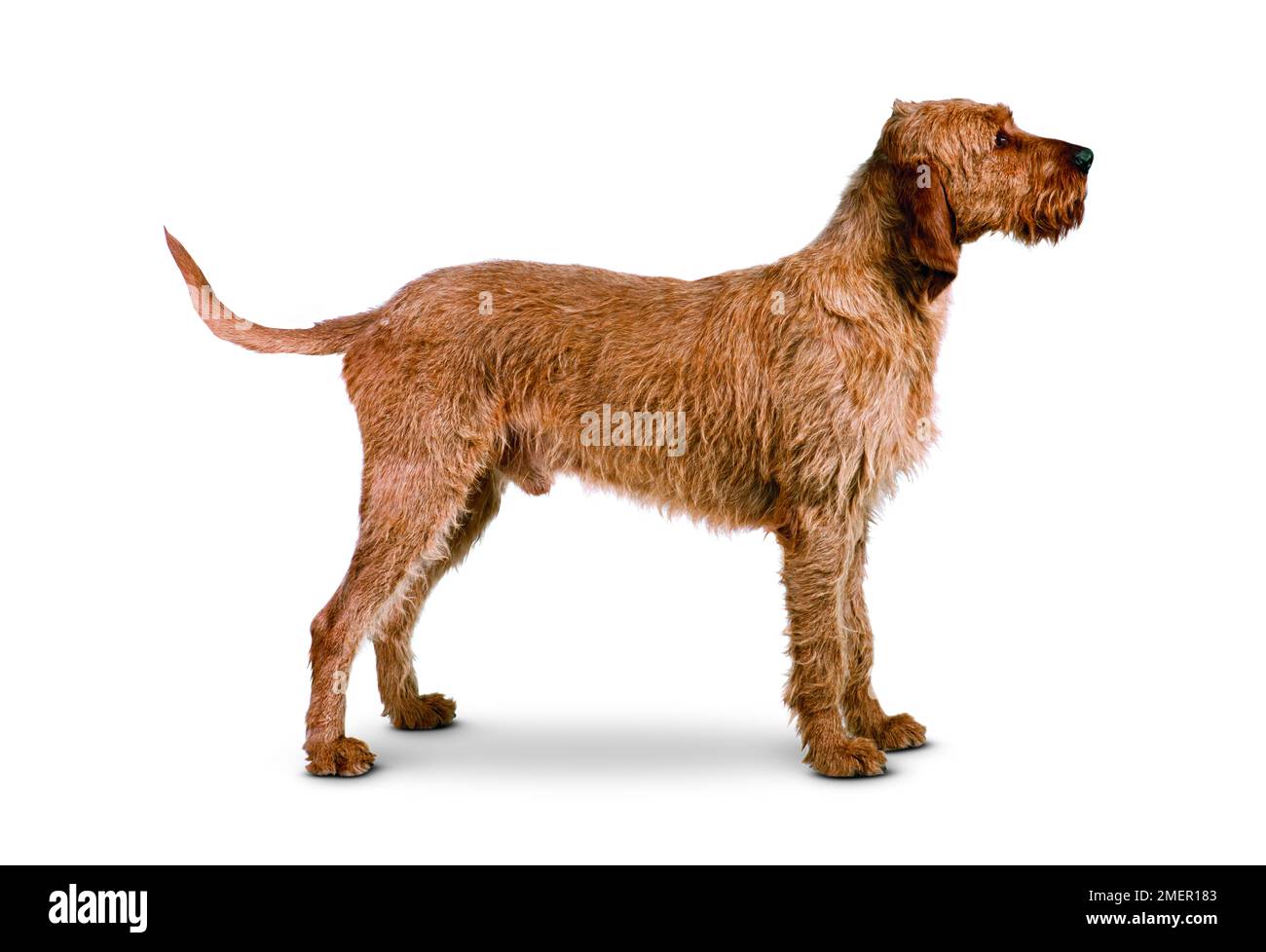 Griffon Fauve de Bretagne Foto Stock