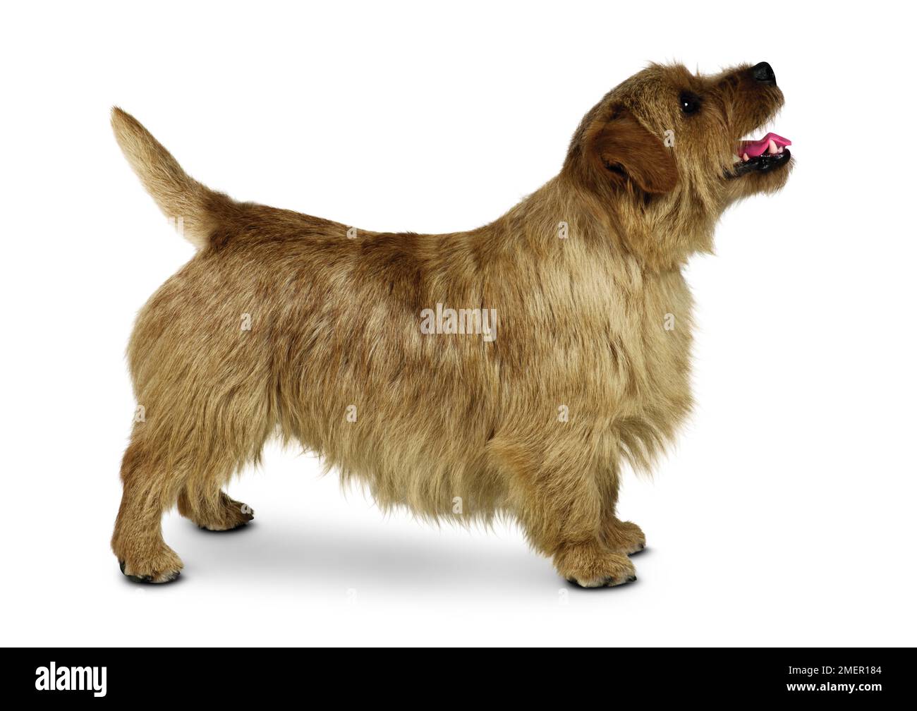 Norfolk Terrier Foto Stock